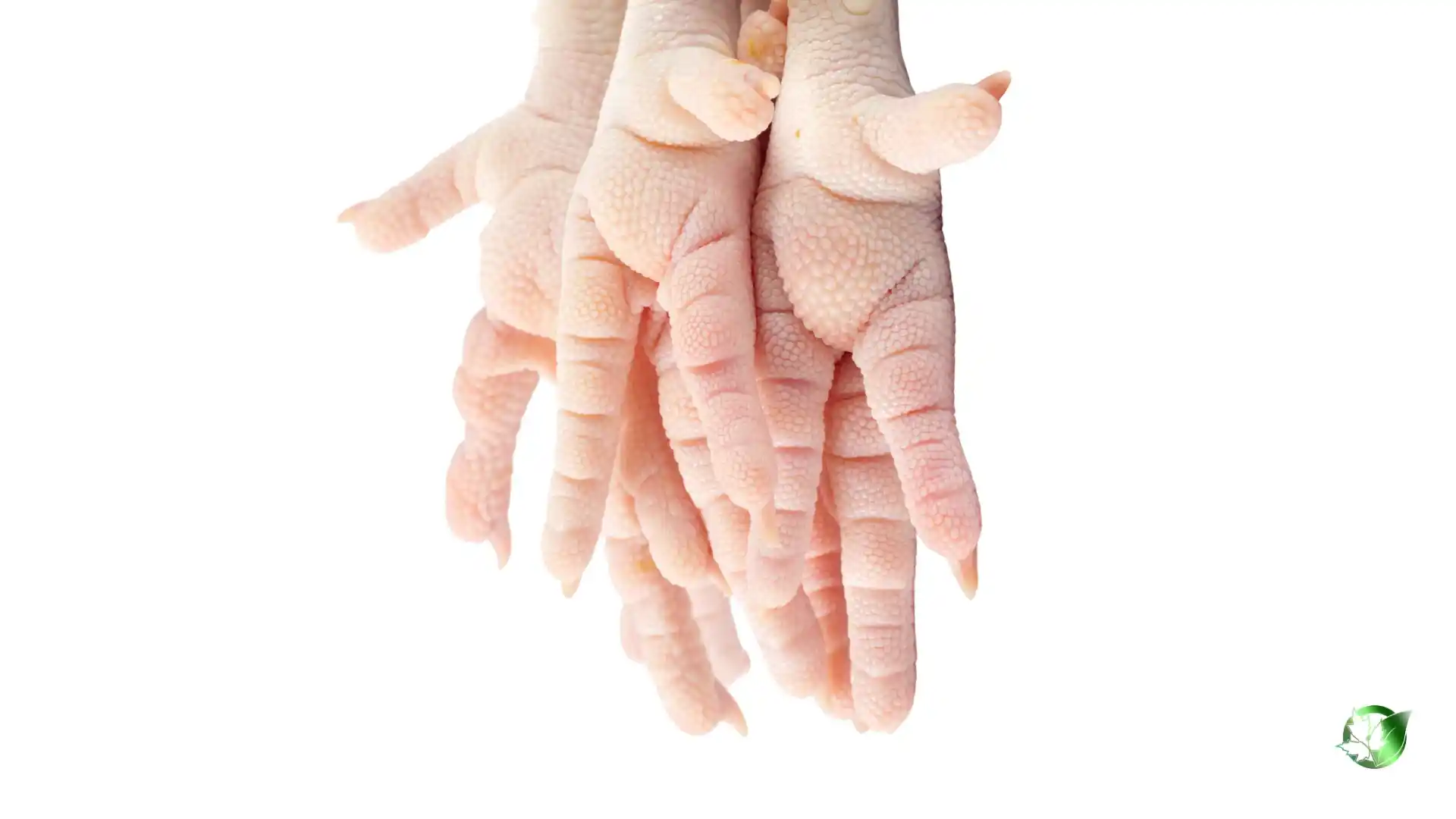 Bulk Chicken Paws | Suppliers | Wholesale | ParsaFood Global